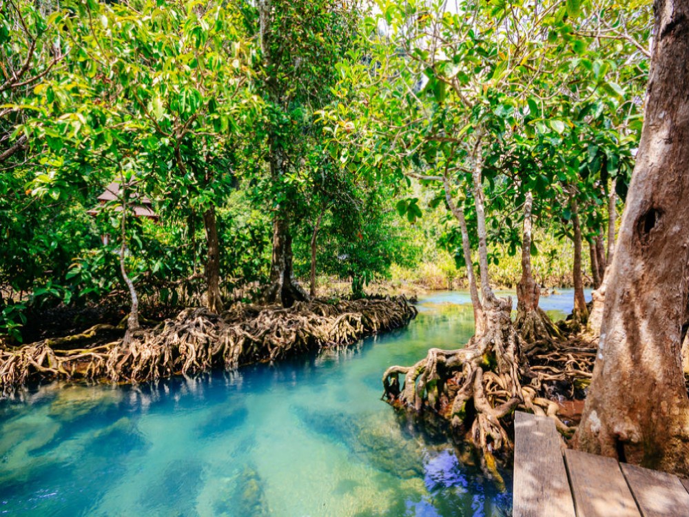 Pa Phru Tha Pom Khlong Song Nam