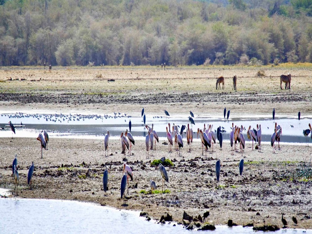 Lake Manyara National Park