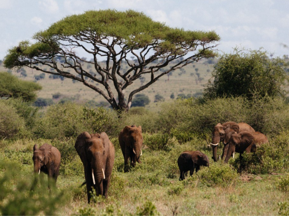 Tarangire National Park