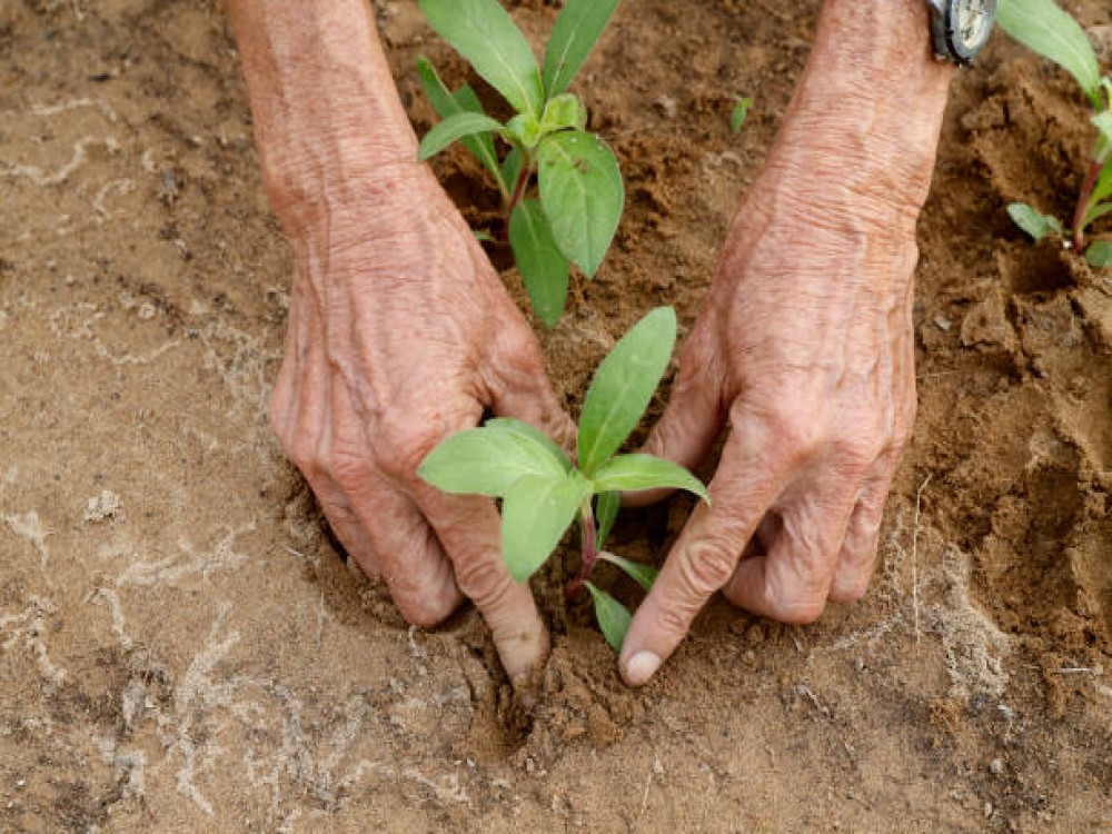 Tra Que Vegetable Village