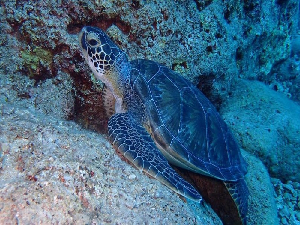 Olympos Diving Center