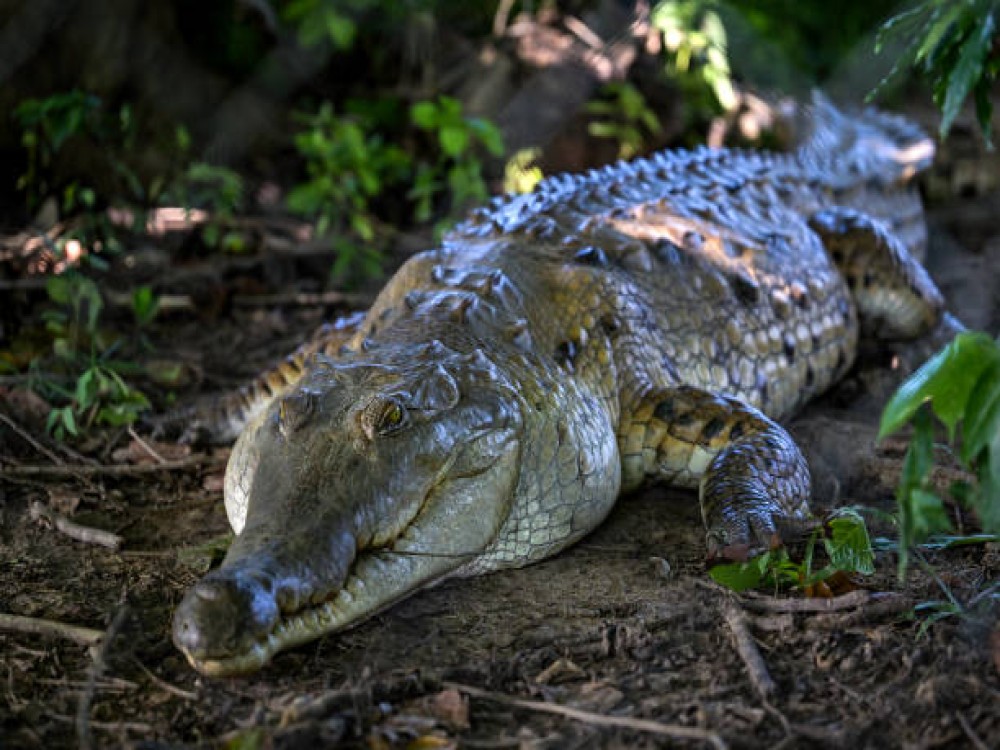 Chobe Crocodile Farm