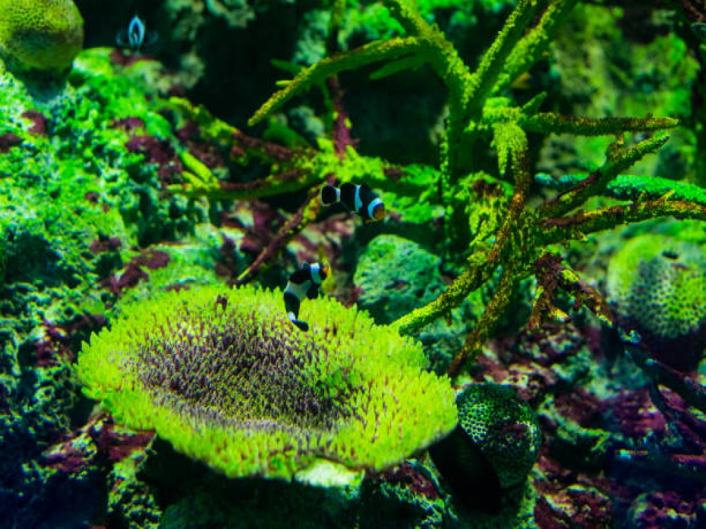 SEA LIFE Kelly Tarlton's Aquarium