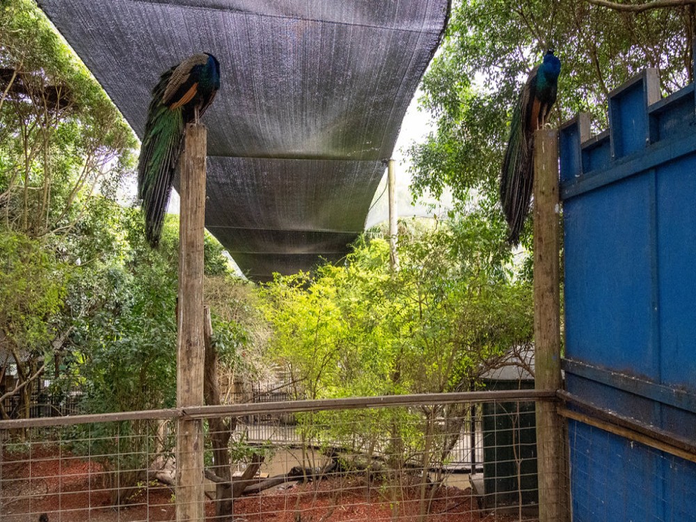 Punanga Manu o Te Anau