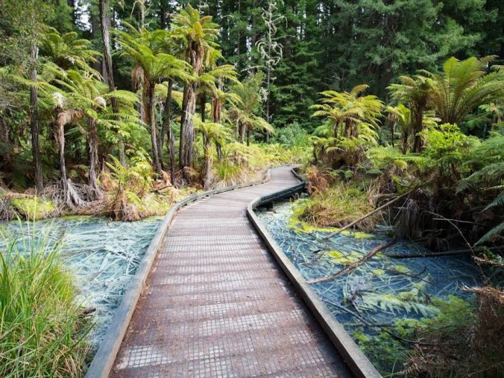 Redwoods, Whakarewarewa Forest