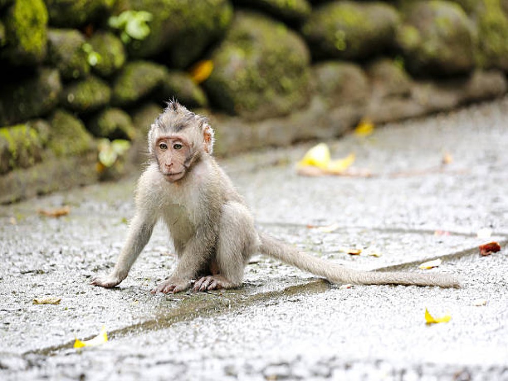 Sacred Monkey Forest Sanctuary