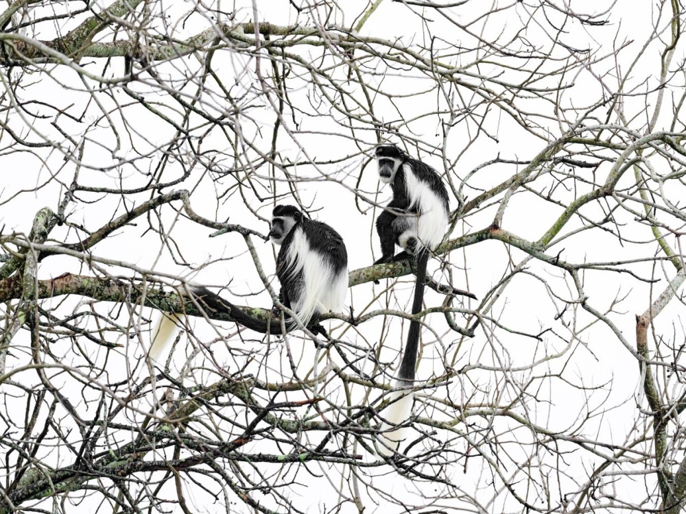 Colobus Conservation