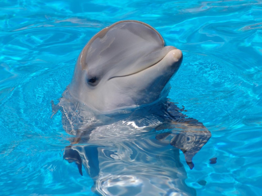 Kemer Dolphin Park