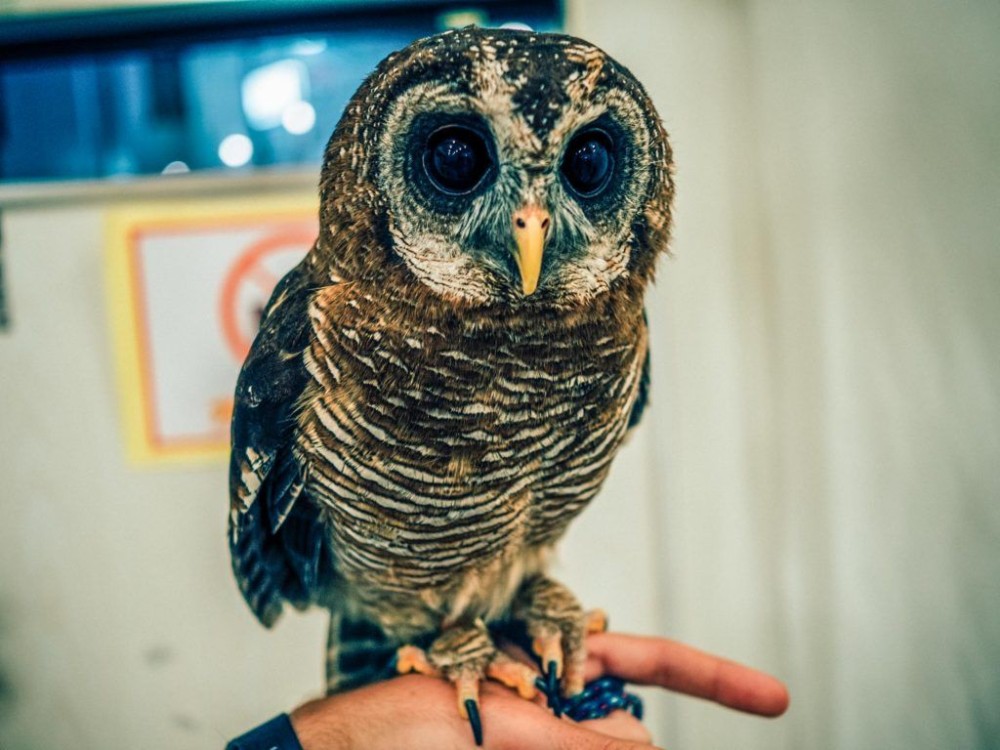 Owl Cafe Tokyo Akiba Fukurou
