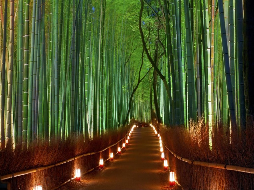 Arashiyama Bamboo Forest