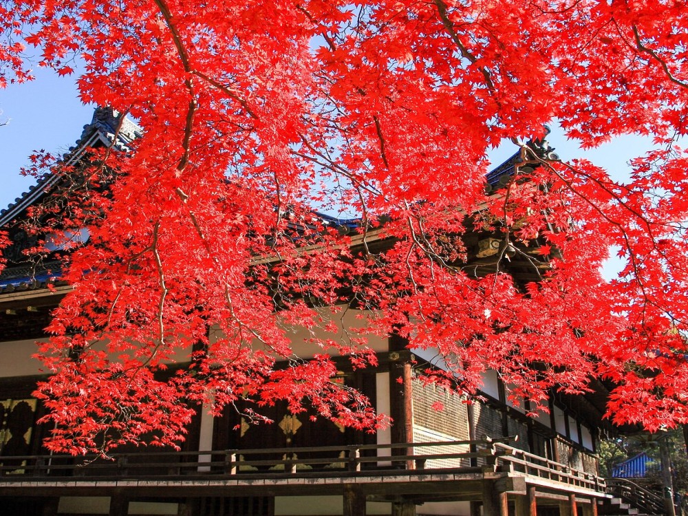 Ninna-ji Temple