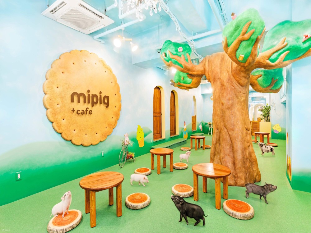 Mipig cafe Osaka