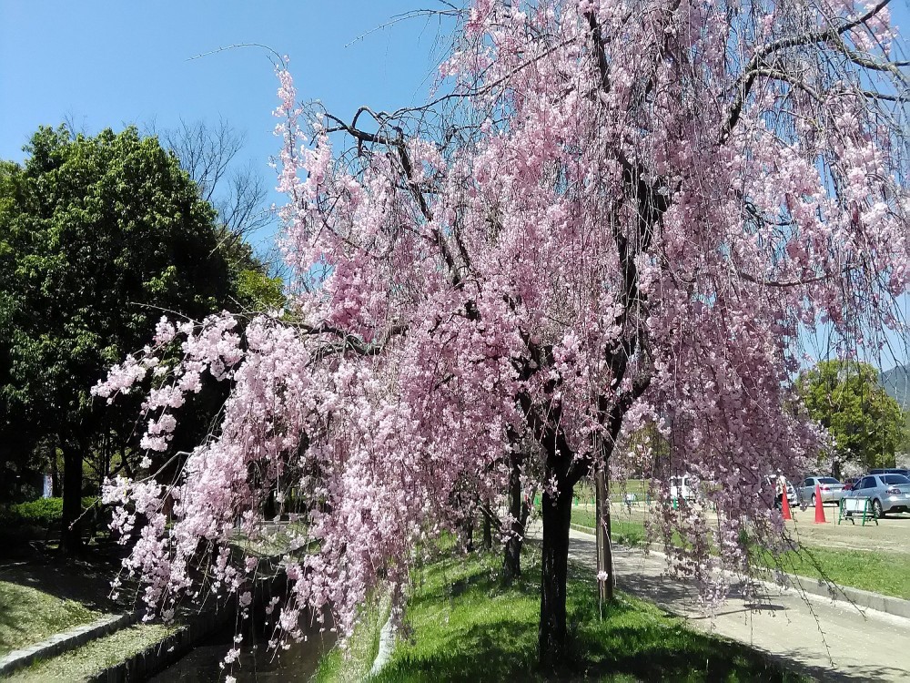 Central park (chuo koen)