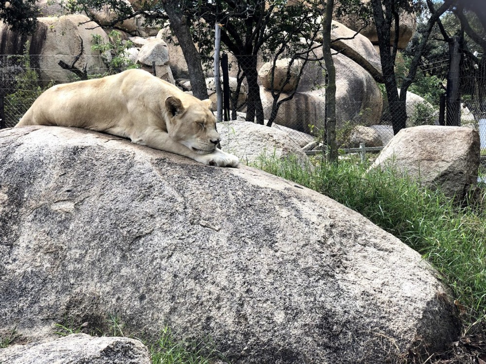 Lion and Cheetah Park