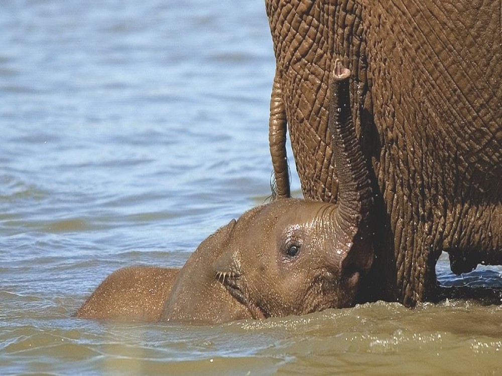 Wild Horizons Elephant Sanctuary