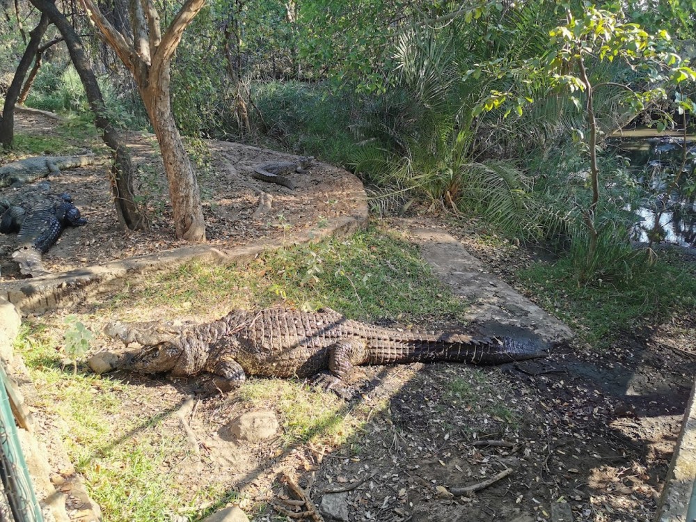 Victoria Falls Crocodile Park