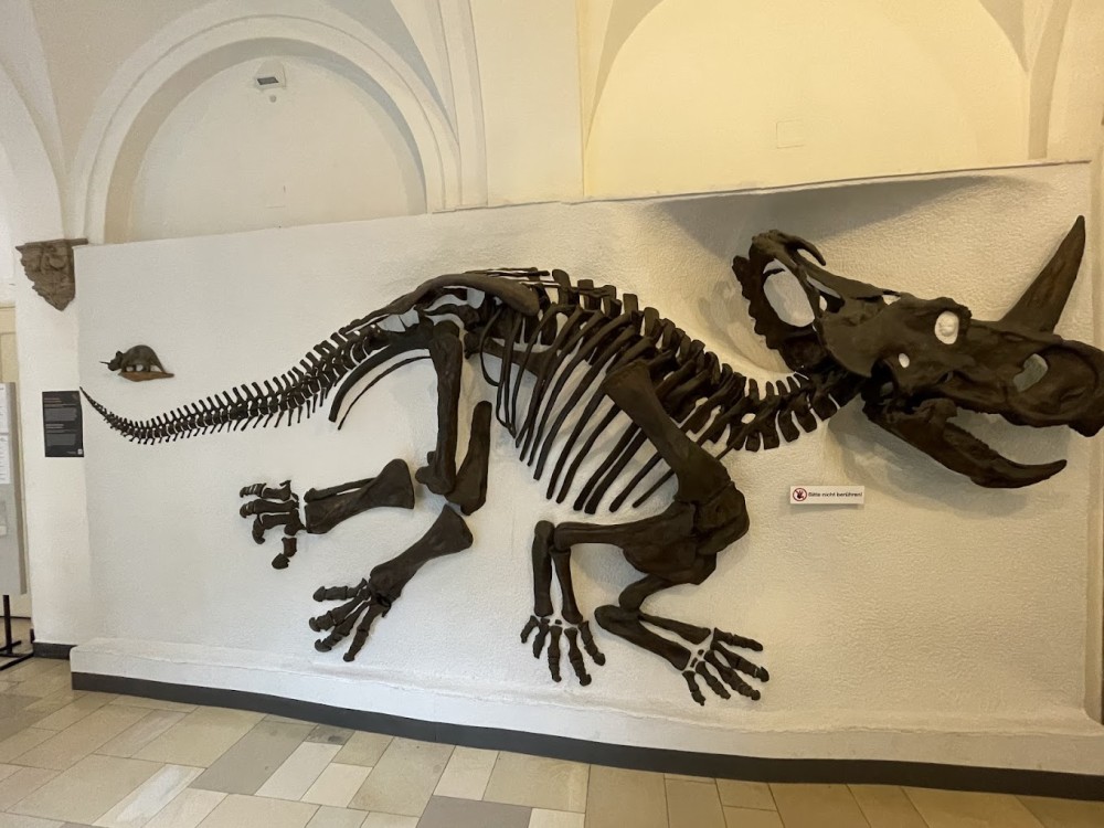 Paleontological Museum Munich