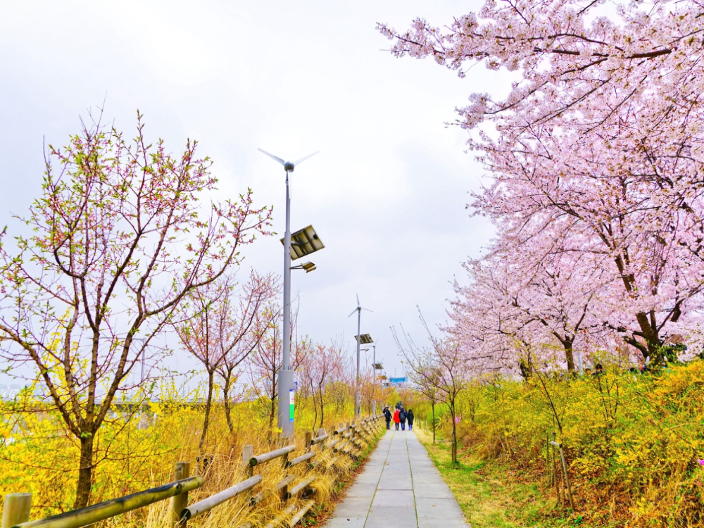 Yeouido Hangang Park