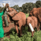 Sheldrick Wildlife Trust