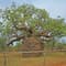 Boab Prison Tree