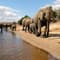 The Best Wildlife Safaris Around Kasane