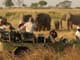 Victoria Falls Safari with Lunch and Sunset Cruise