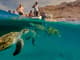 Mindelo: Sea Turtles Experience