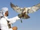 Doha: Desert Tour Camels Sand Surfing  Falcon Experience