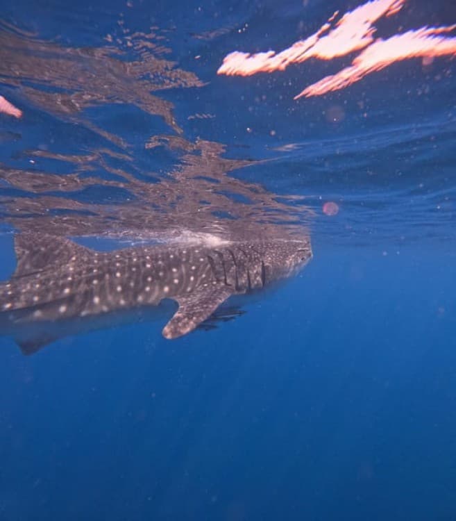 Daymaniat Islands Snorkeling Trip | ®ExcursionMania - Image 1