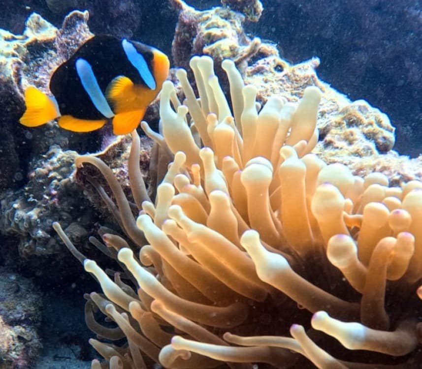 Daymaniat Islands Snorkeling Trip | ®ExcursionMania - Image 4