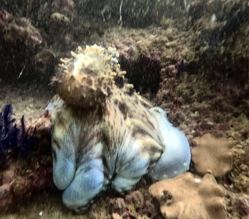 Muscat: Daymaniat Islands Try Scuba Diving | ®ExcursionMania - Image 3