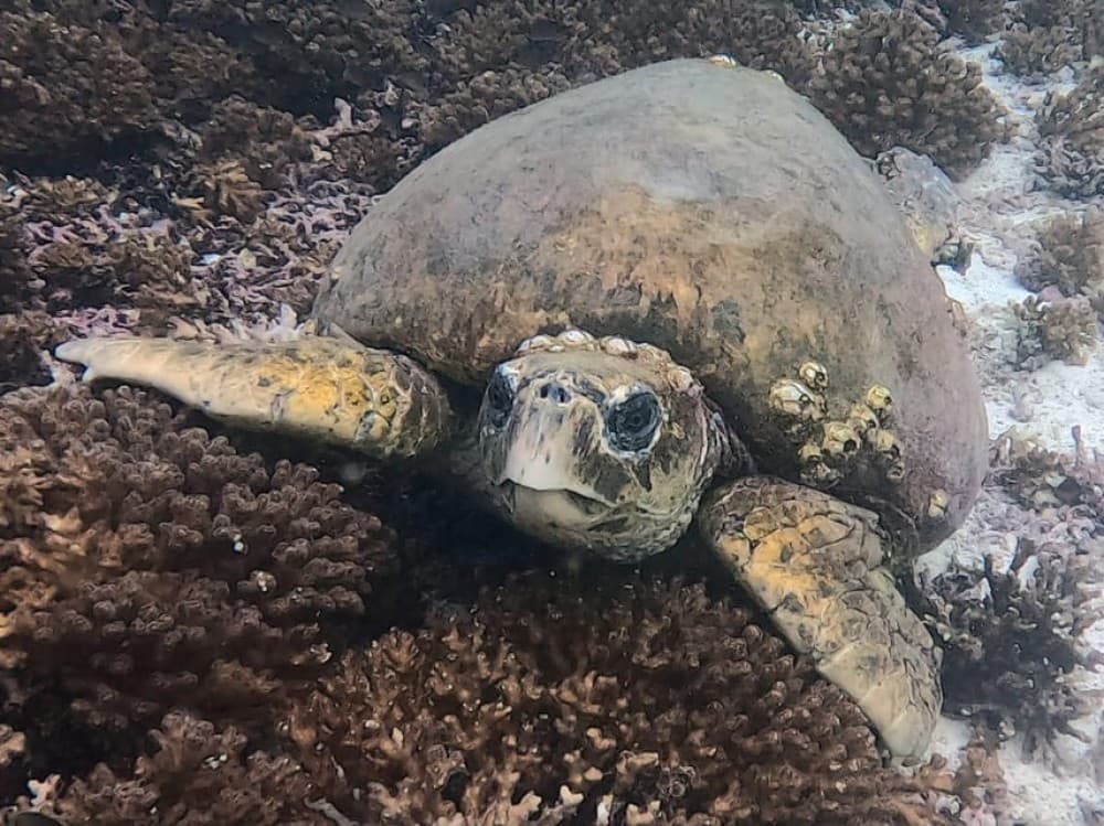 Muscat: Daymaniat Islands Try Scuba Diving | ®ExcursionMania - Image 6