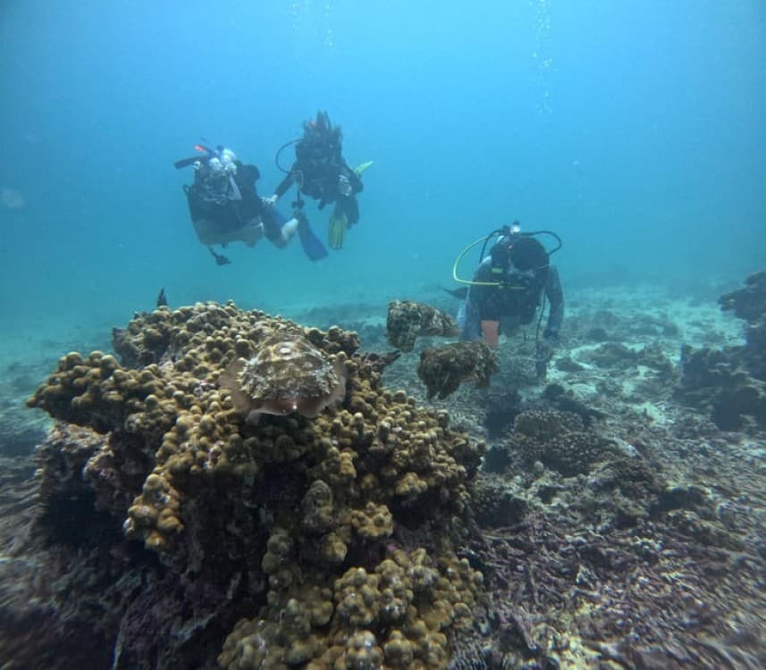 Muscat: Daymaniat Islands Try Scuba Diving | ®ExcursionMania - Image 7