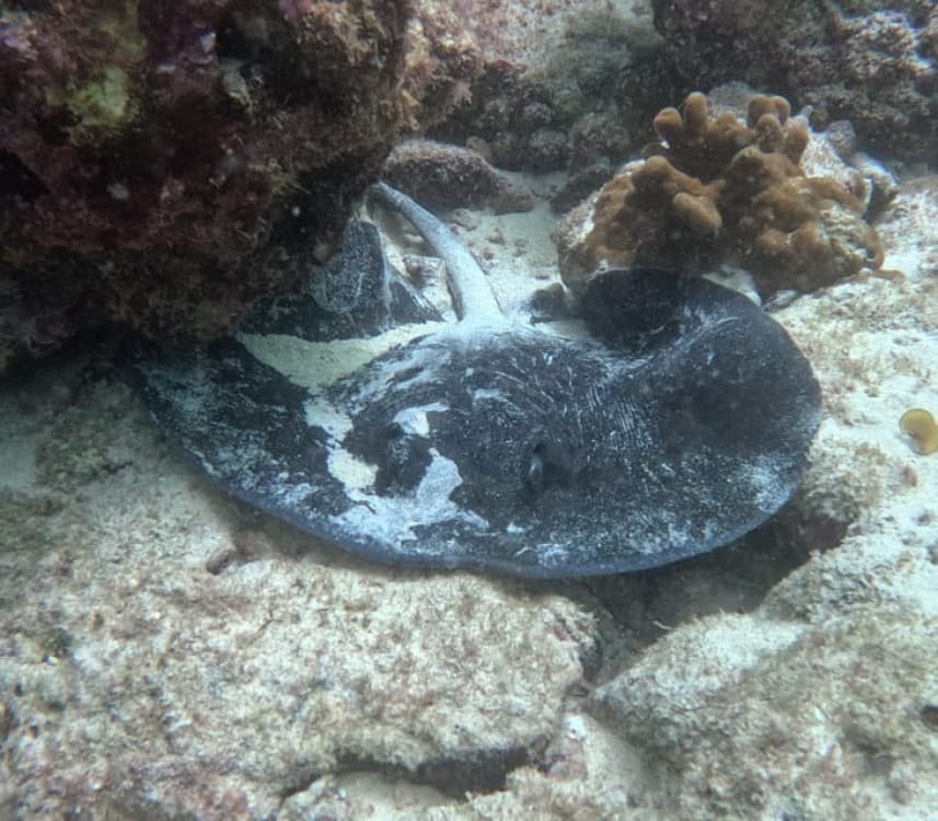 Muscat: Daymaniat Islands Try Scuba Diving | ®ExcursionMania - Image 8