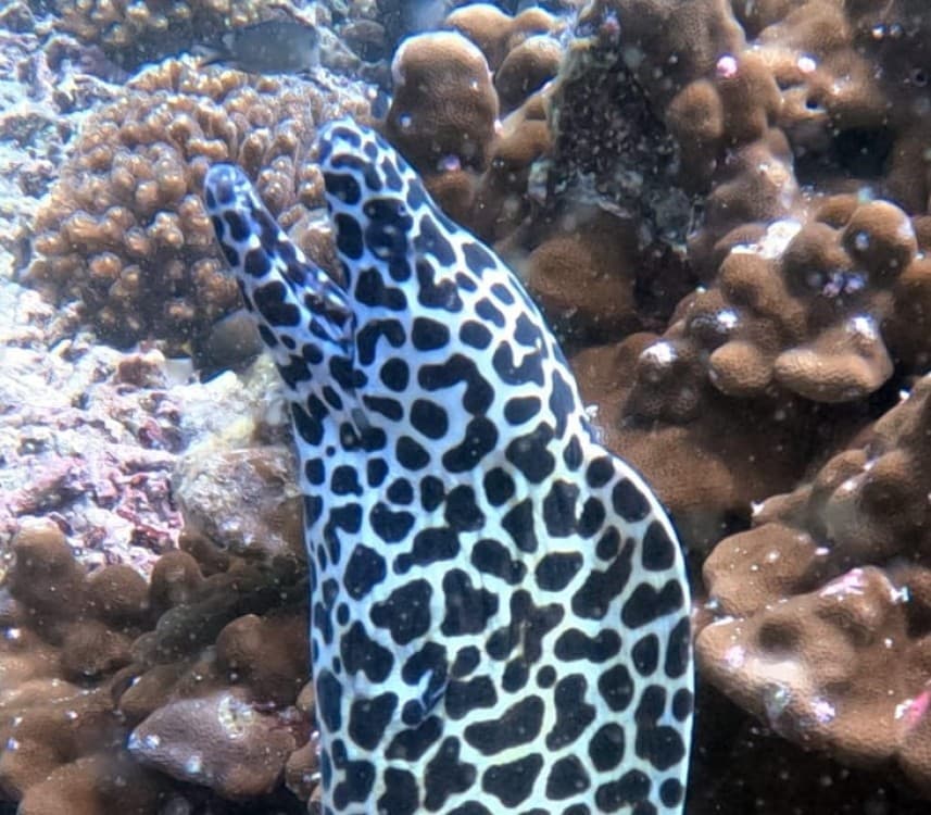 Muscat: Daymaniat Islands Try Scuba Diving | ®ExcursionMania - Image 9