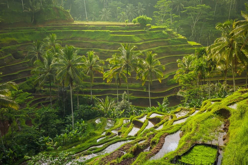 Bali: Full-Day Instagram Highlights Tour | ®ExcursionMania - Image 8