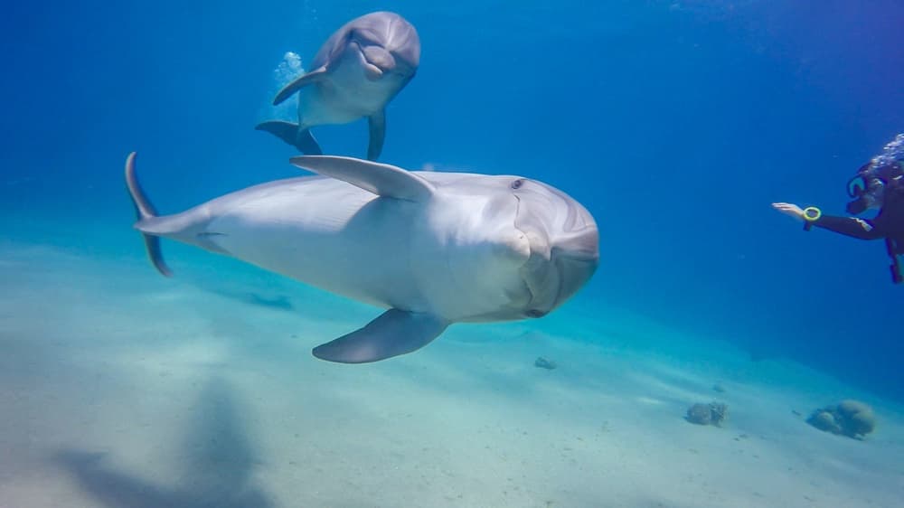 El Gouna Lagoon, Diving with Dolphin, Snorkeling & Lunch | ®ExcursionMania - Image 2