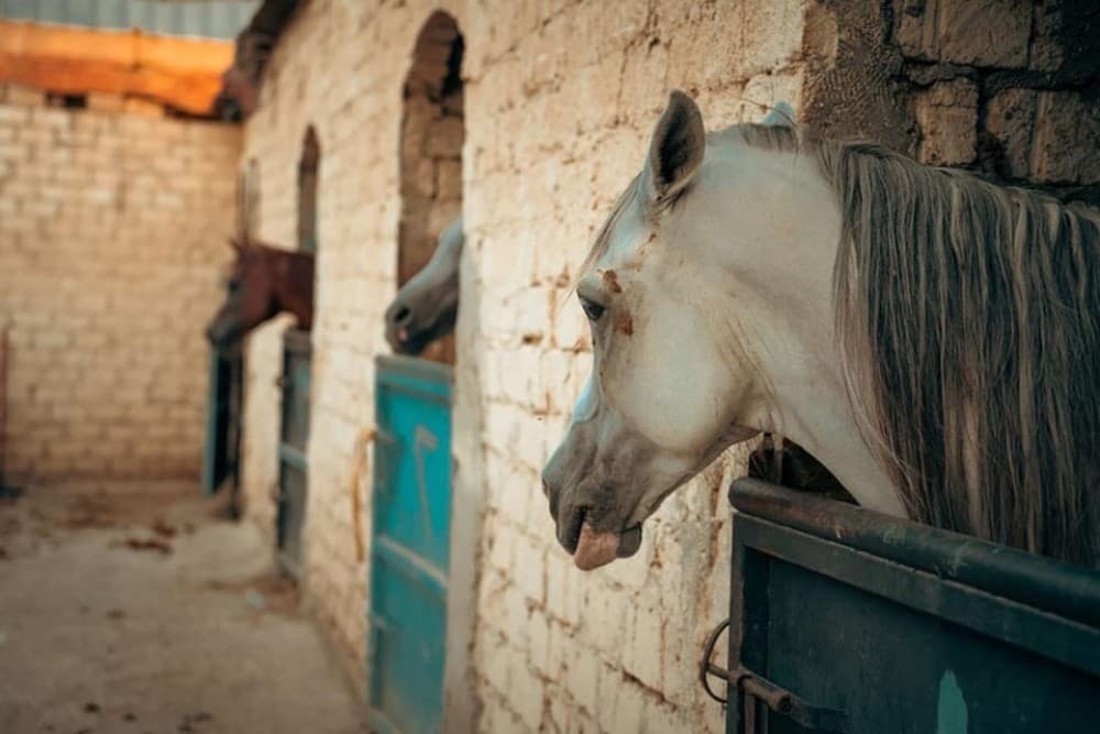 El Gouna: Desert & Sea Horse Riding with Swimming | ®ExcursionMania - Image 3