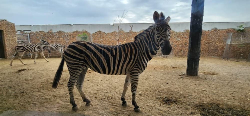 Safari World Zoo and Wahiba Sands Sunset with Dinner | ®ExcursionMania - Image 10