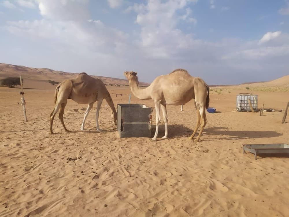 Muscat: Desert Quad Bike & Wadi Bani Khalid Tour | ®ExcursionMania - Image 8