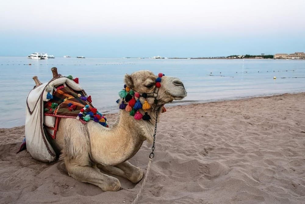 Hurghada: 3 Hour Camel Riding with Bedouin vibe | ®ExcursionMania - Image 3