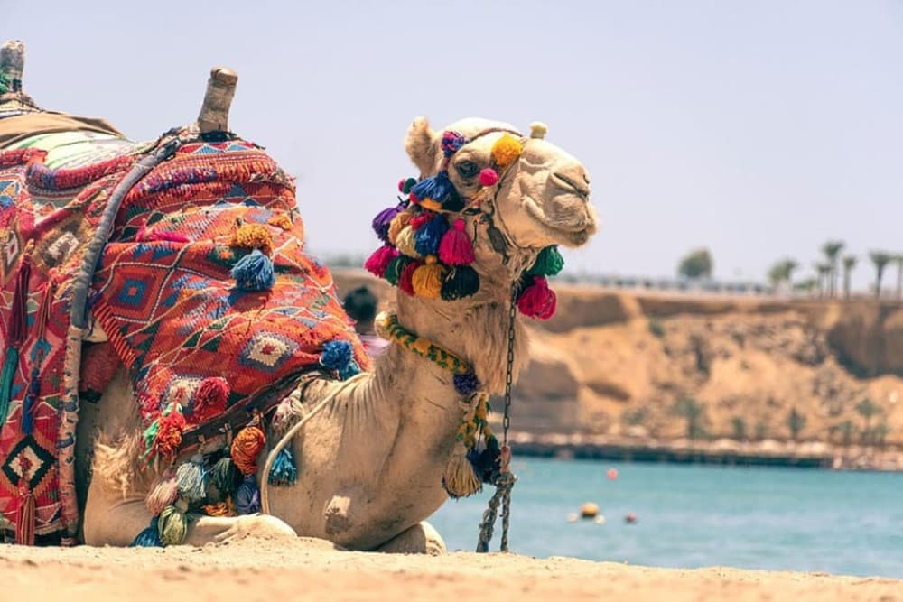 Hurghada: 3 Hour Camel Riding with Bedouin vibe | ®ExcursionMania - Image 6