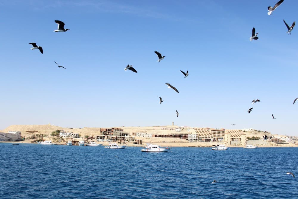Hurghada: Dolphin Watching Boat Tour with Snorkeling & Lunch | ®ExcursionMania - Image 8
