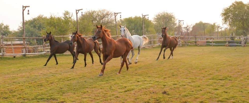 Dubai: Camel & Horse Ride, Al Khayma Camp, Stargazing, & BBQ | ®ExcursionMania - Image 6