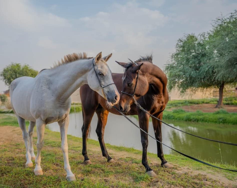 Dubai: Al Marmoom Oasis Horse Riding Experience with Snack | ®ExcursionMania - Image 2