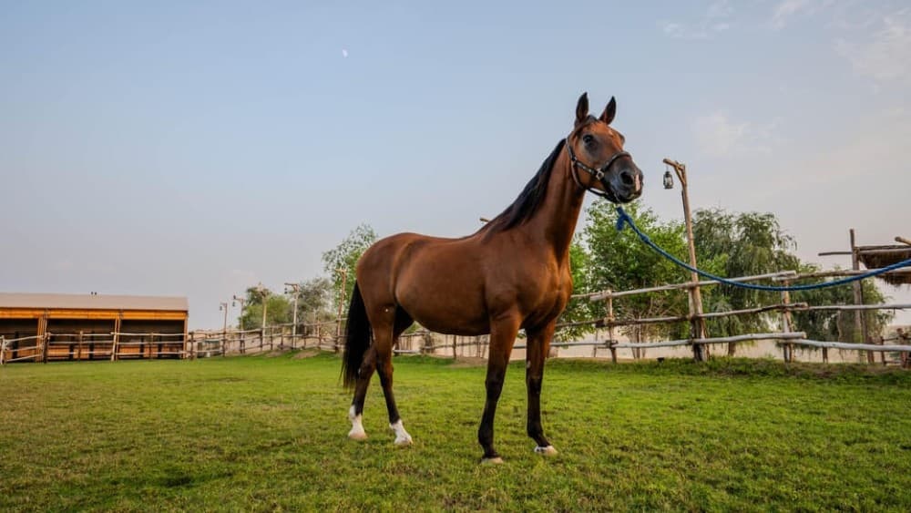 Dubai: Al Marmoom Oasis Horse Riding Experience with Snack | ®ExcursionMania - Image 7