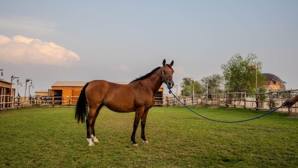 Dubai: Al Marmoom Oasis Horse Riding Experience with Snack | ®ExcursionMania - Image 10