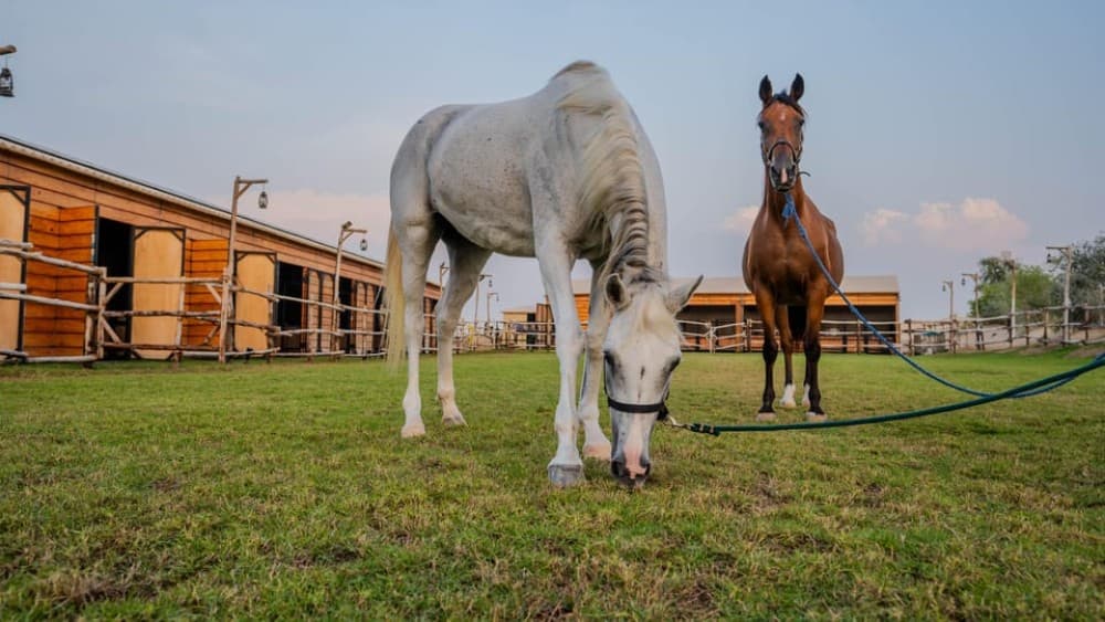 Dubai: Al Marmoom Oasis Horse Riding Experience with Snack | ®ExcursionMania - Image 12