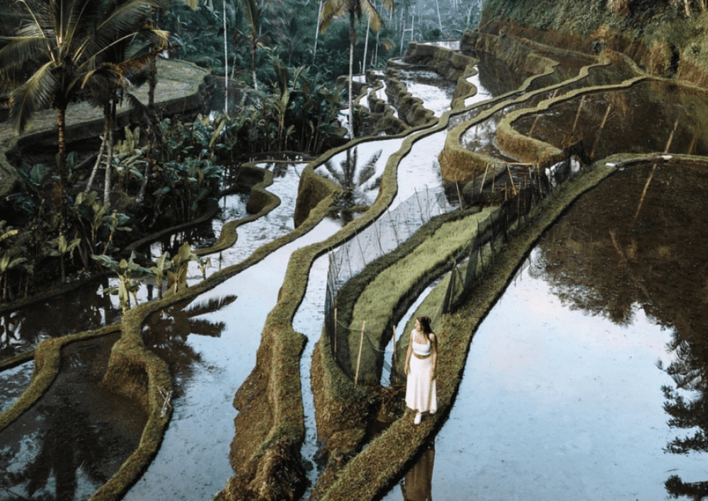 Ubud: Tegalalang Rice Terrace Photos Tour with Swing Ticket | ®ExcursionMania - Image 5