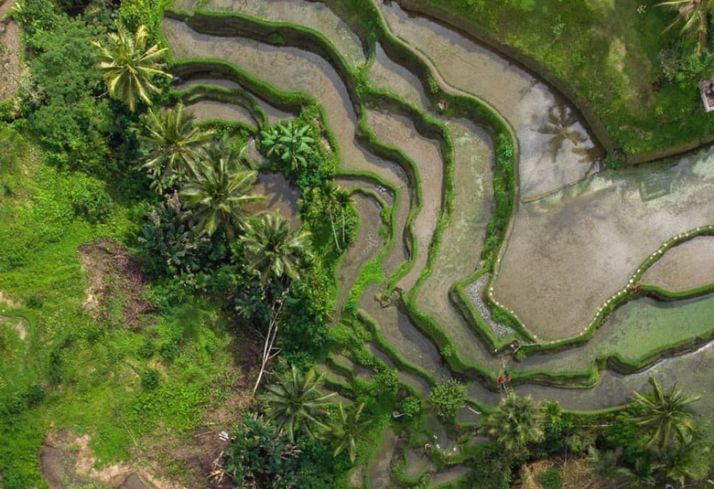 Ubud: Tegalalang Rice Terrace Photos Tour with Swing Ticket | ®ExcursionMania - Image 6